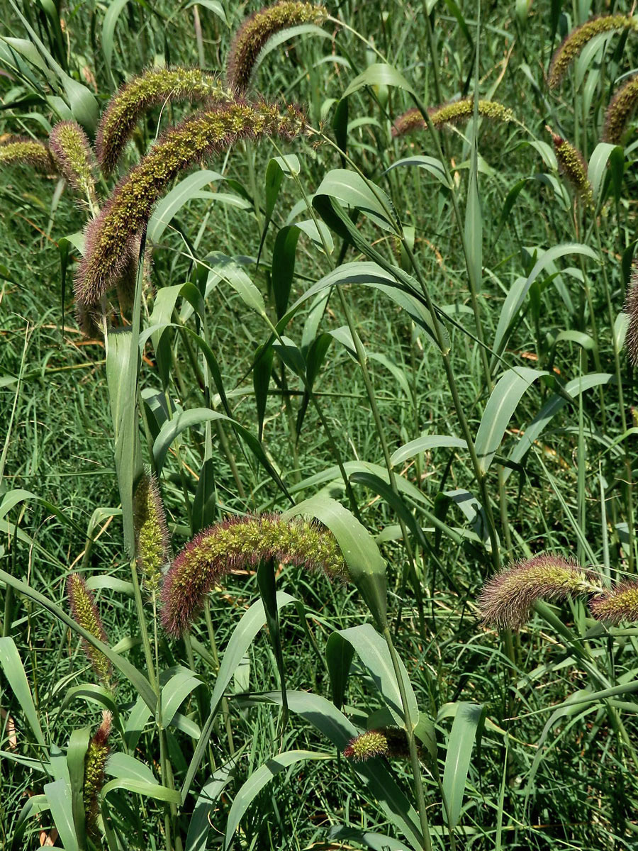 Bér italský (Setaria italica (L.) P. Beauv.)