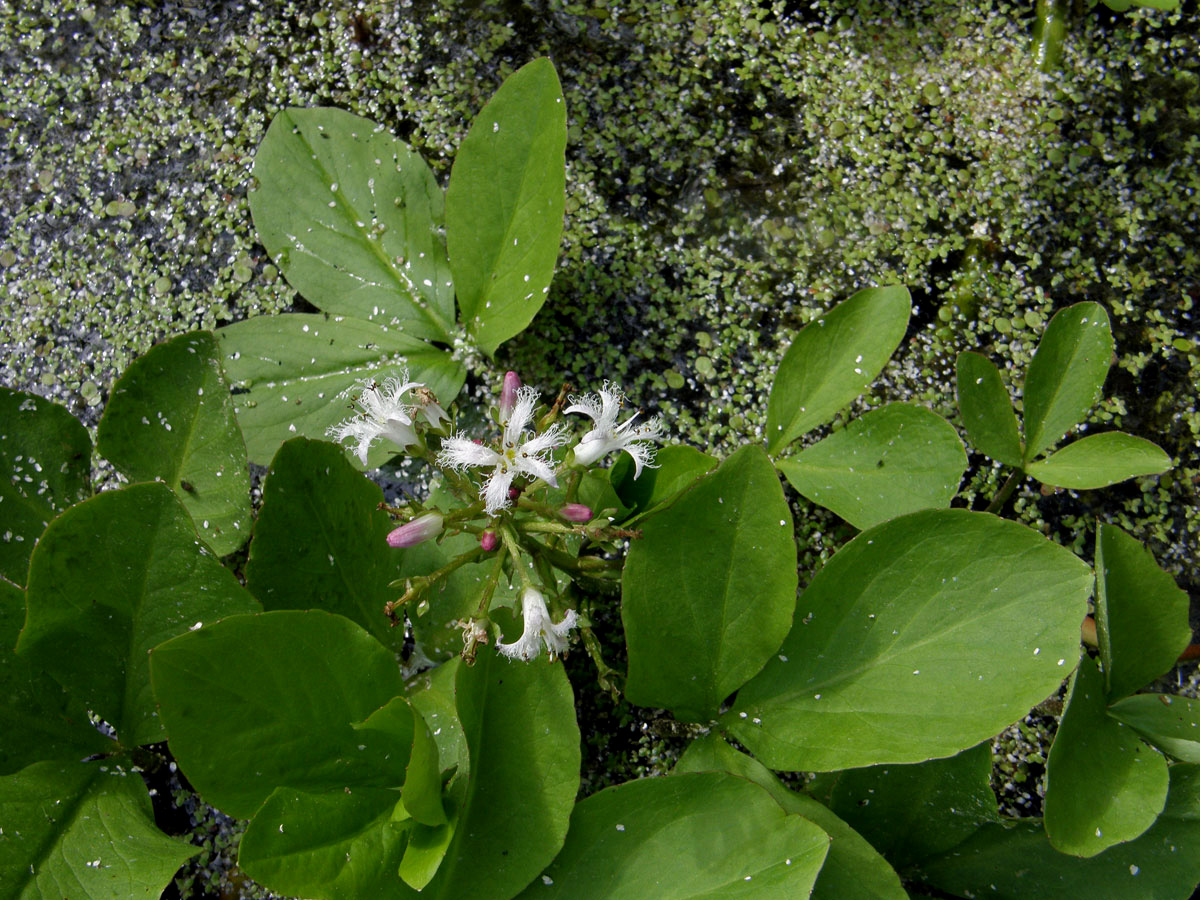 Vachta trojlistá (Menyanthes trifoliata L.)