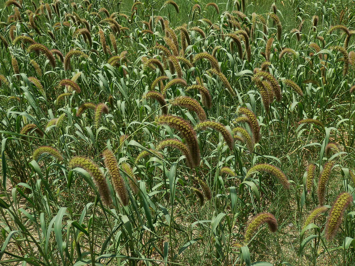 Bér italský (Setaria italica (L.) P. Beauv.)