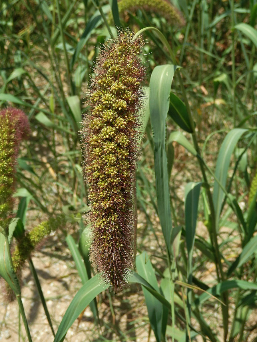 Bér italský (Setaria italica (L.) P. Beauv.)