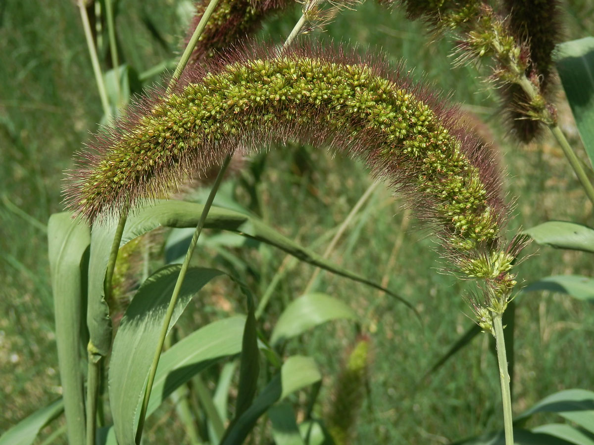 Bér italský (Setaria italica (L.) P. Beauv.)