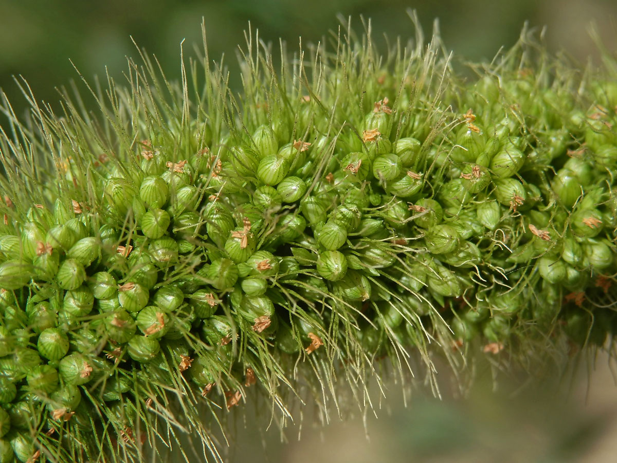 Bér italský (Setaria italica (L.) P. Beauv.)