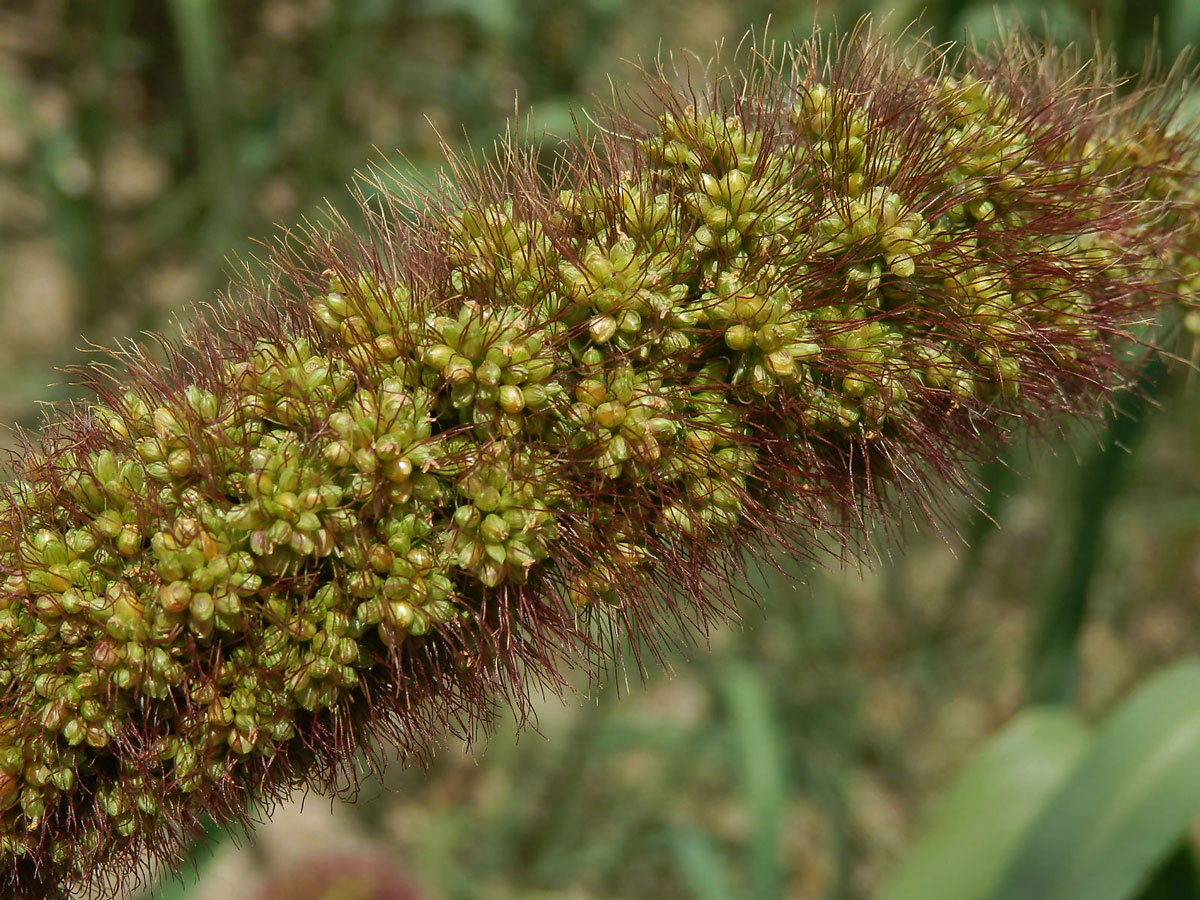 Bér italský (Setaria italica (L.) P. Beauv.)