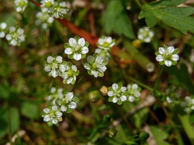 Úrazník skalní (Sagina saginoides (L.) H. Karst.)