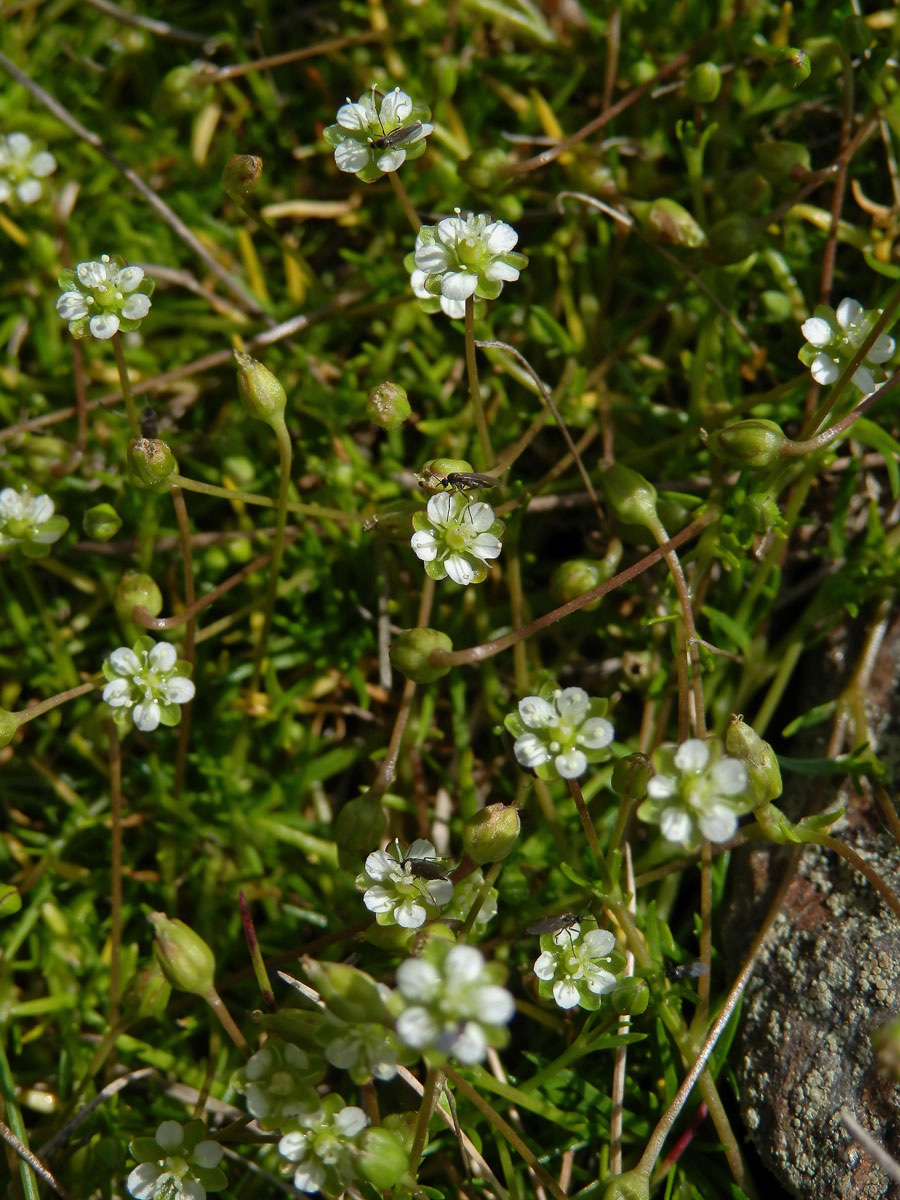 Úrazník skalní (Sagina saginoides (L.) H. Karst.)