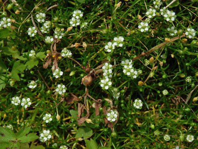 Úrazník skalní (Sagina saginoides (L.) H. Karst.)