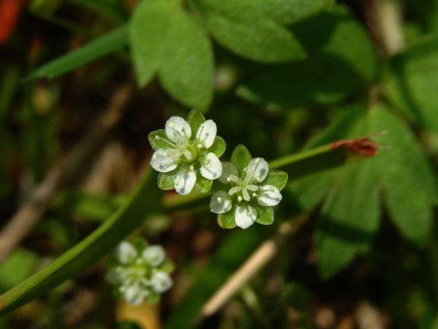 Úrazník skalní (Sagina saginoides (L.) H. Karst.)