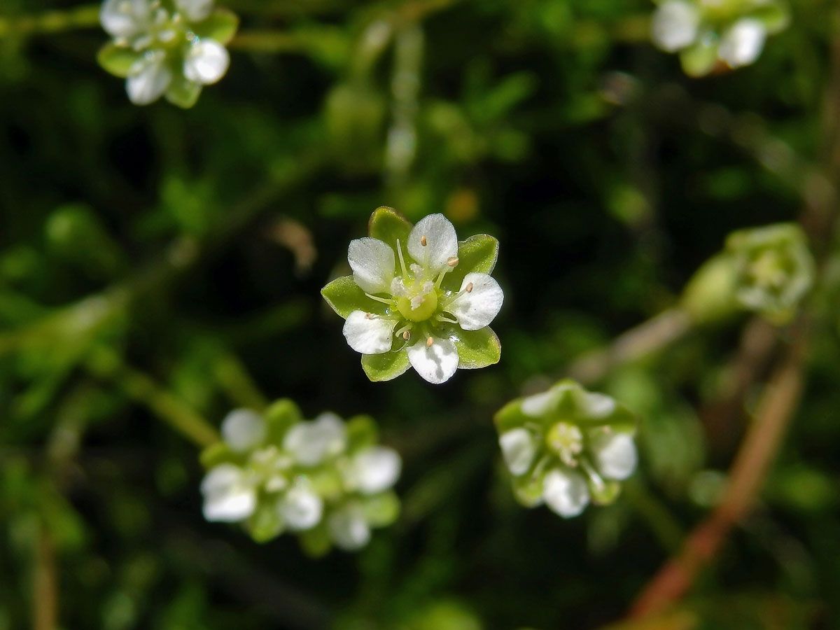 Úrazník skalní (Sagina saginoides (L.) H. Karst.)