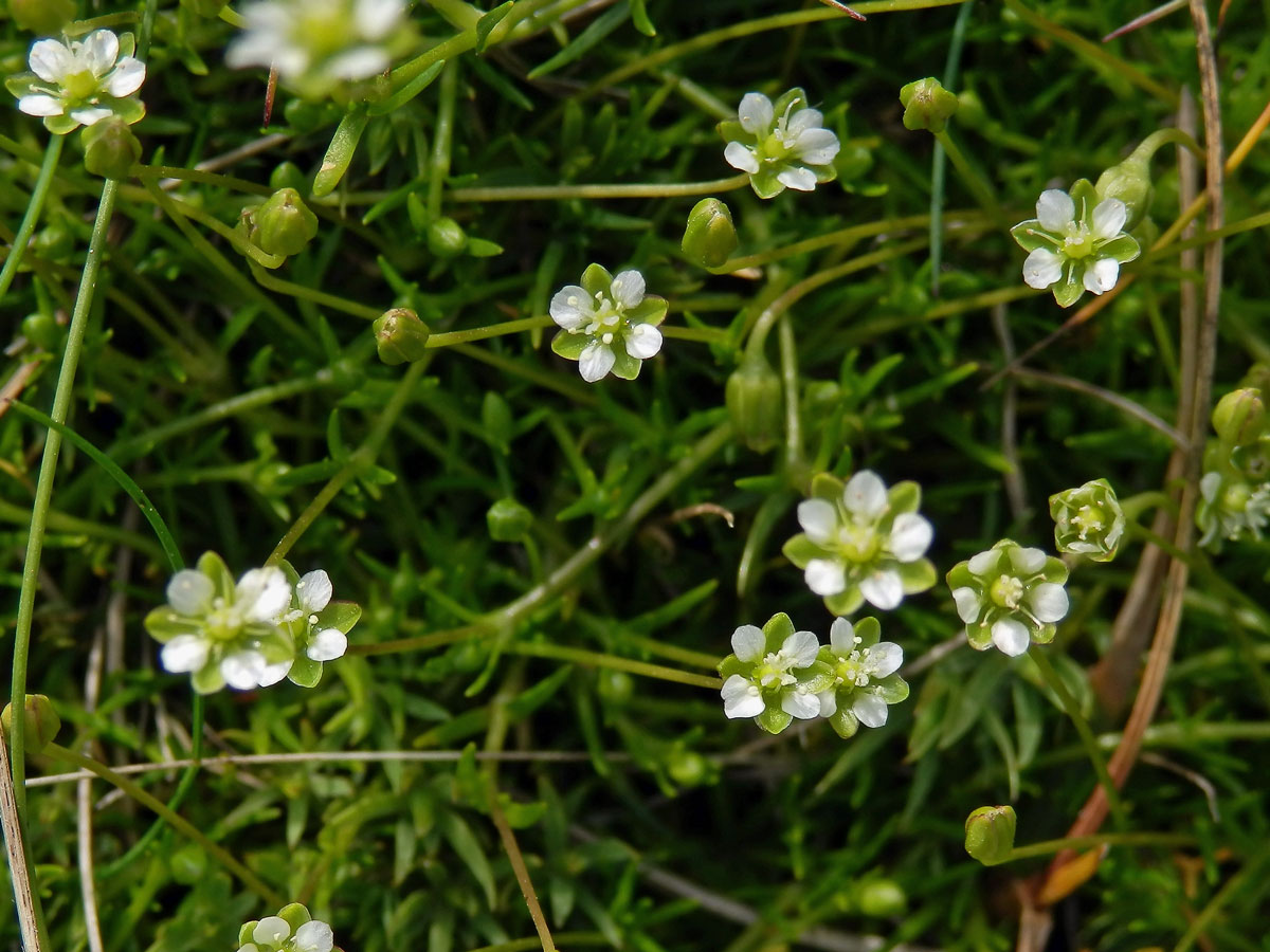 Úrazník skalní (Sagina saginoides (L.) H. Karst.) s čtyřčetnými kvítky (1b)