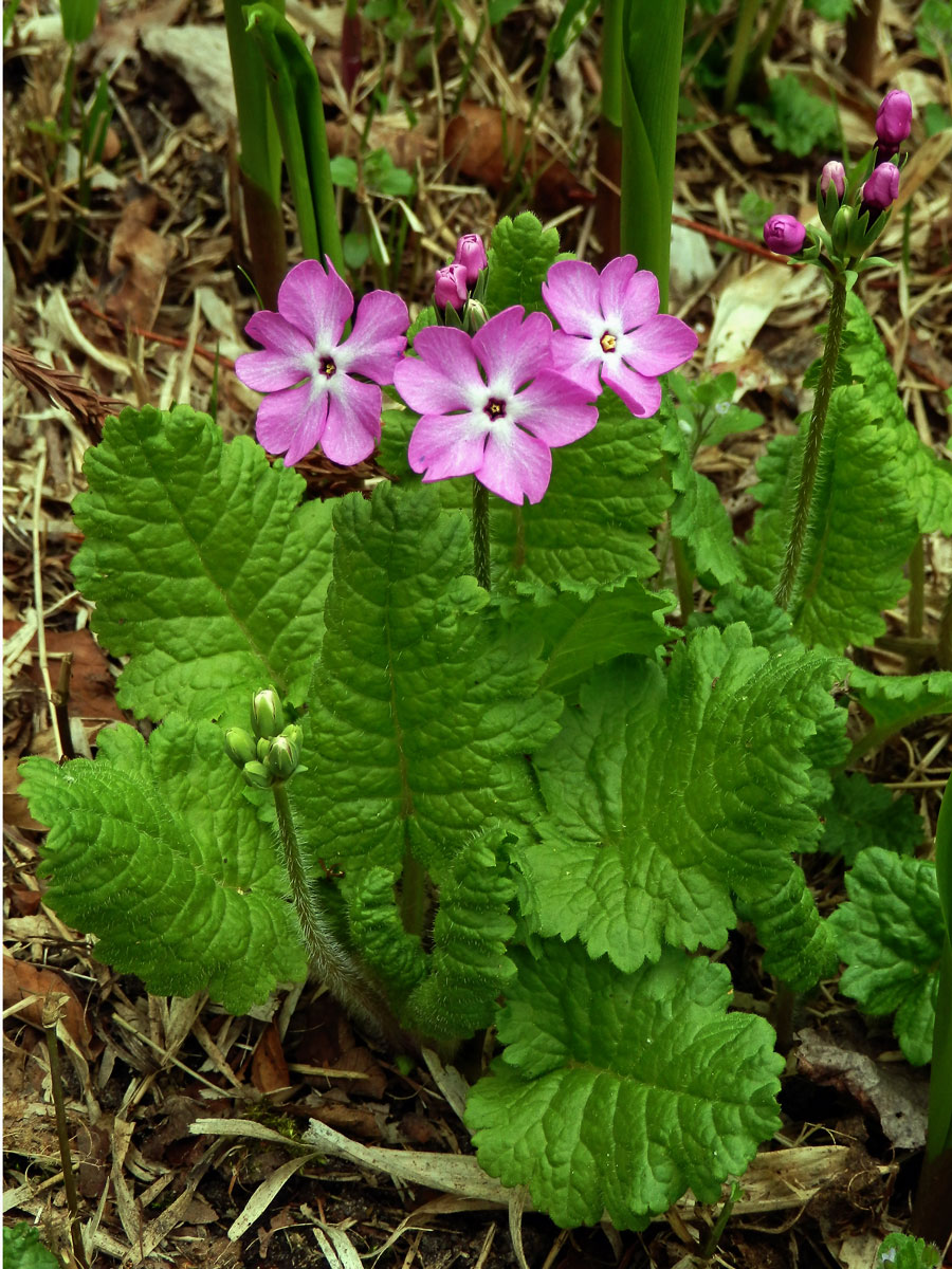 Prvosenka (Primula sieboldii E. Morren)