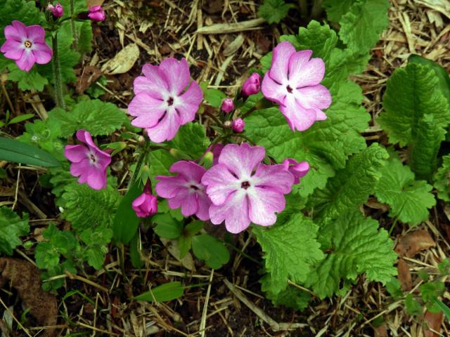 Prvosenka (Primula sieboldii E. Morren)