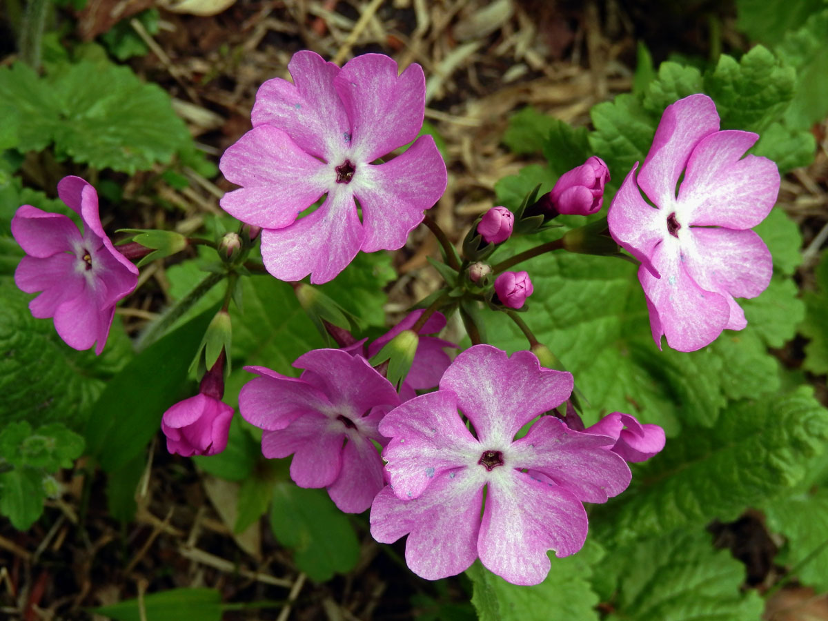 Prvosenka (Primula sieboldii E. Morren)