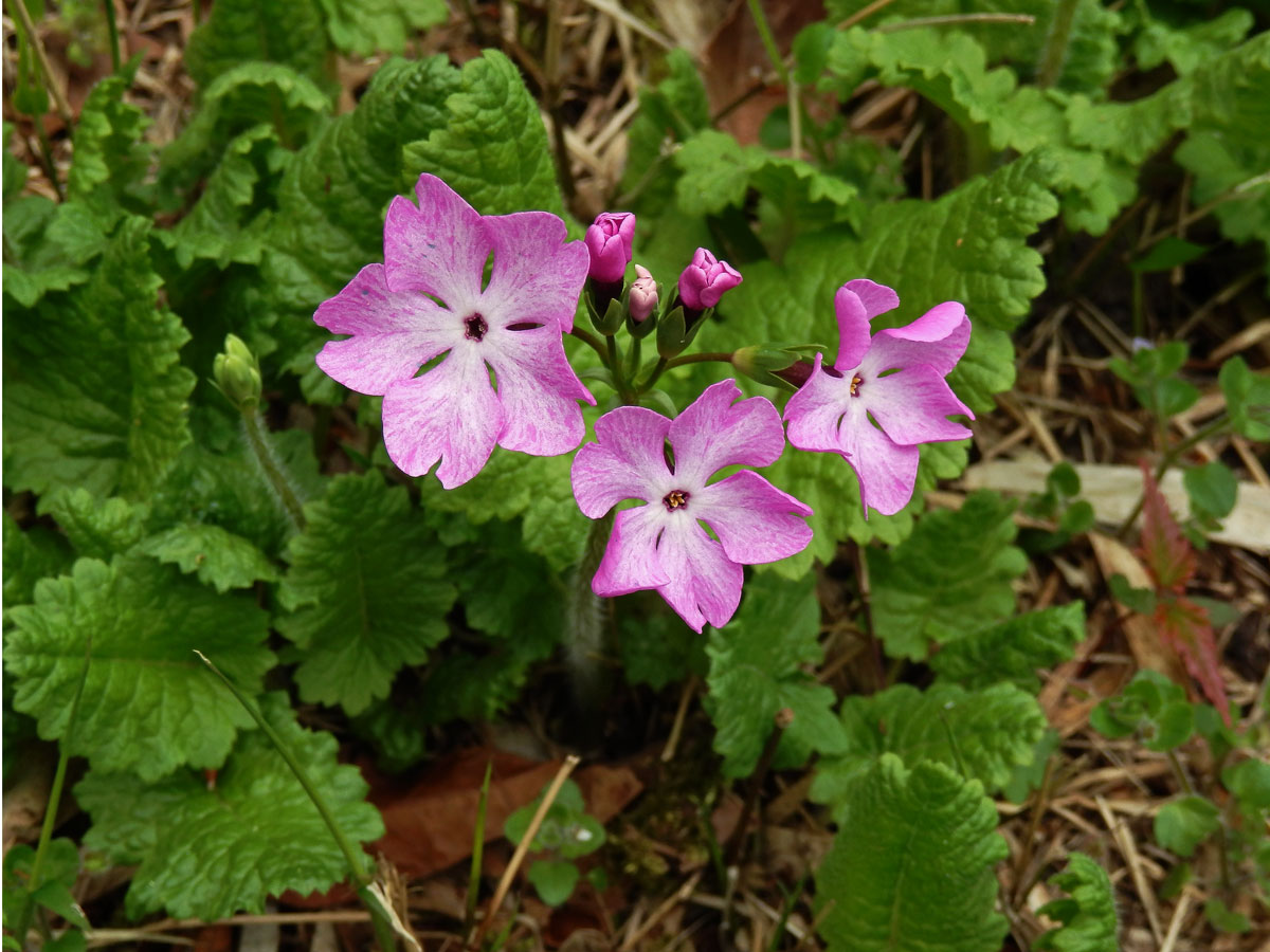 Prvosenka (Primula sieboldii E. Morren)