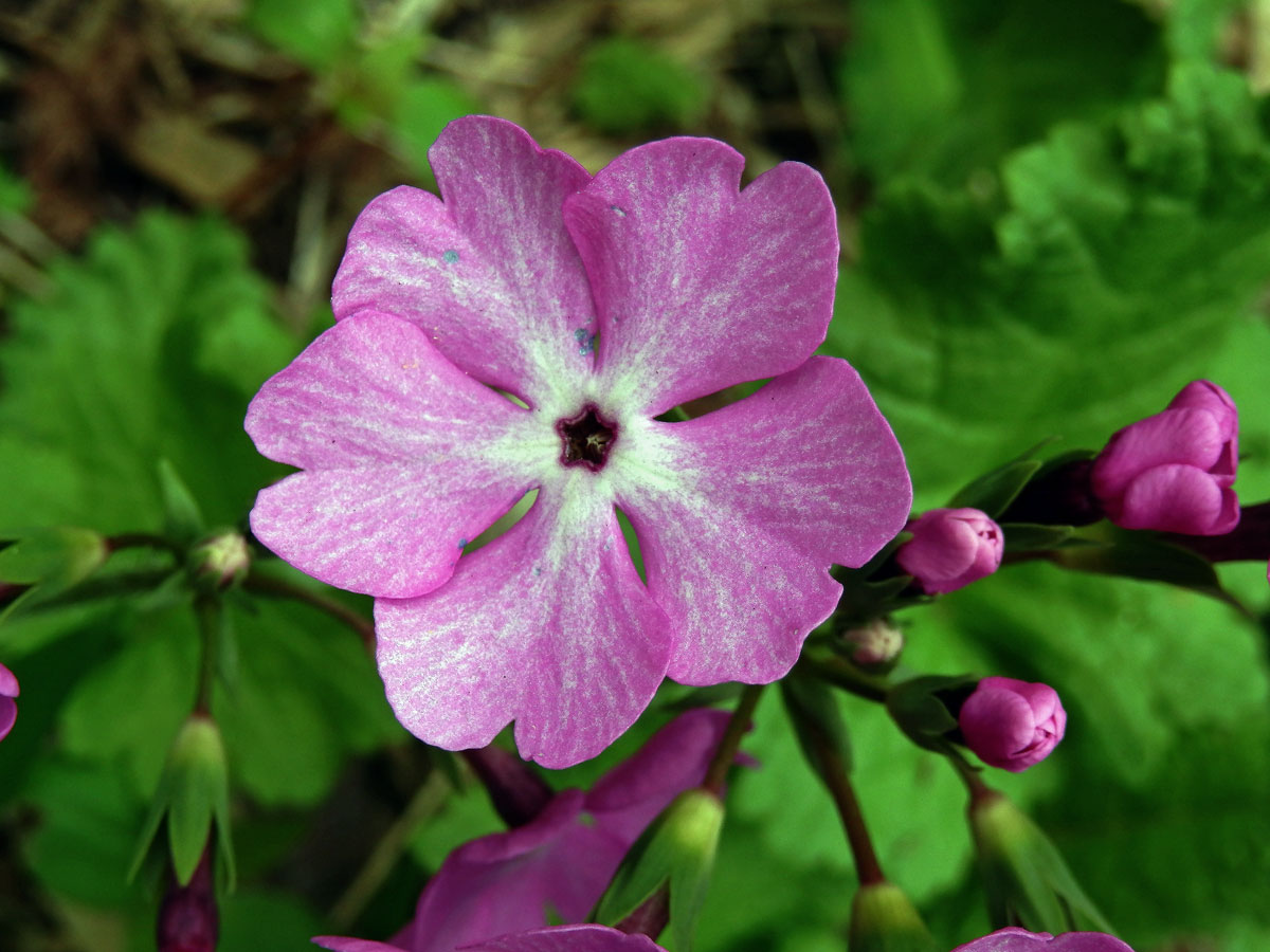 Prvosenka (Primula sieboldii E. Morren)