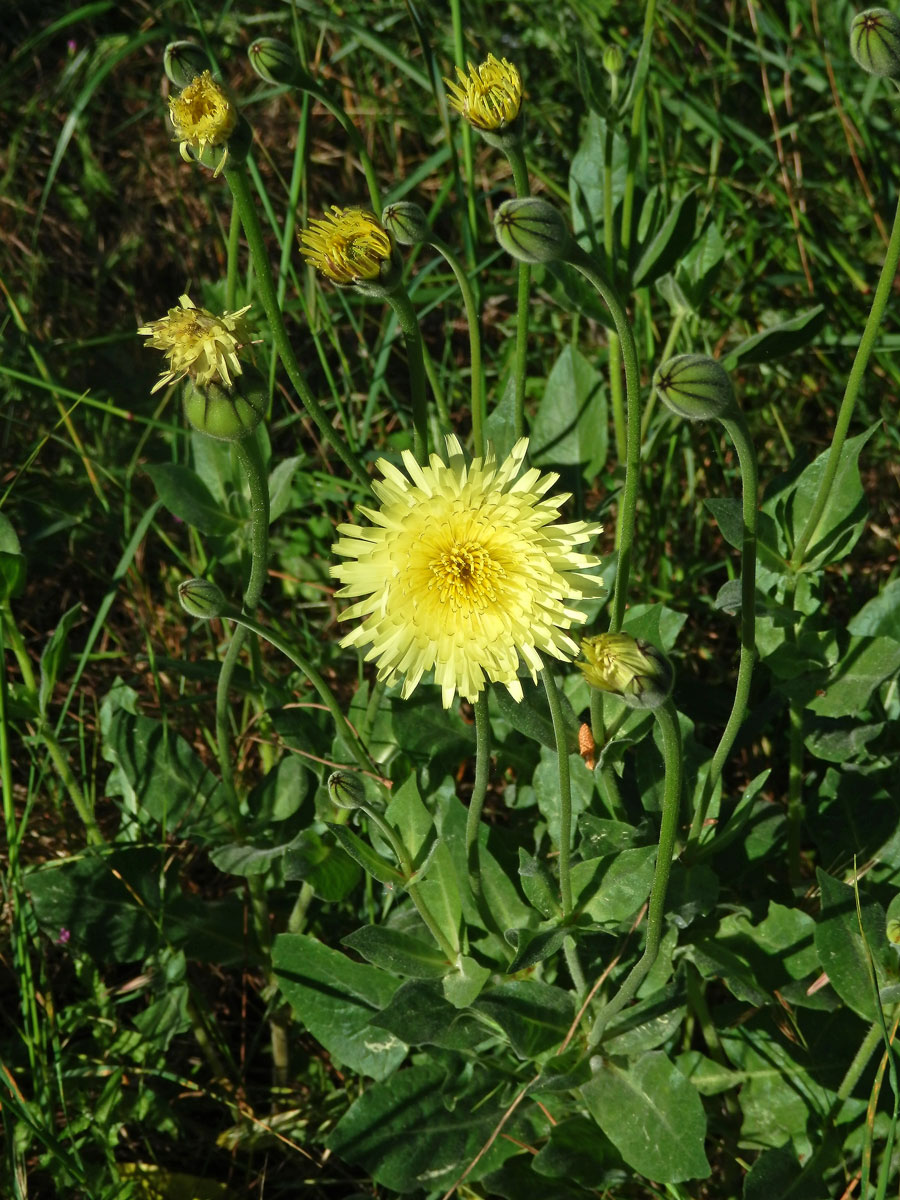 Klepucha obecná (Urospermum dalechampii L.) Scop.)