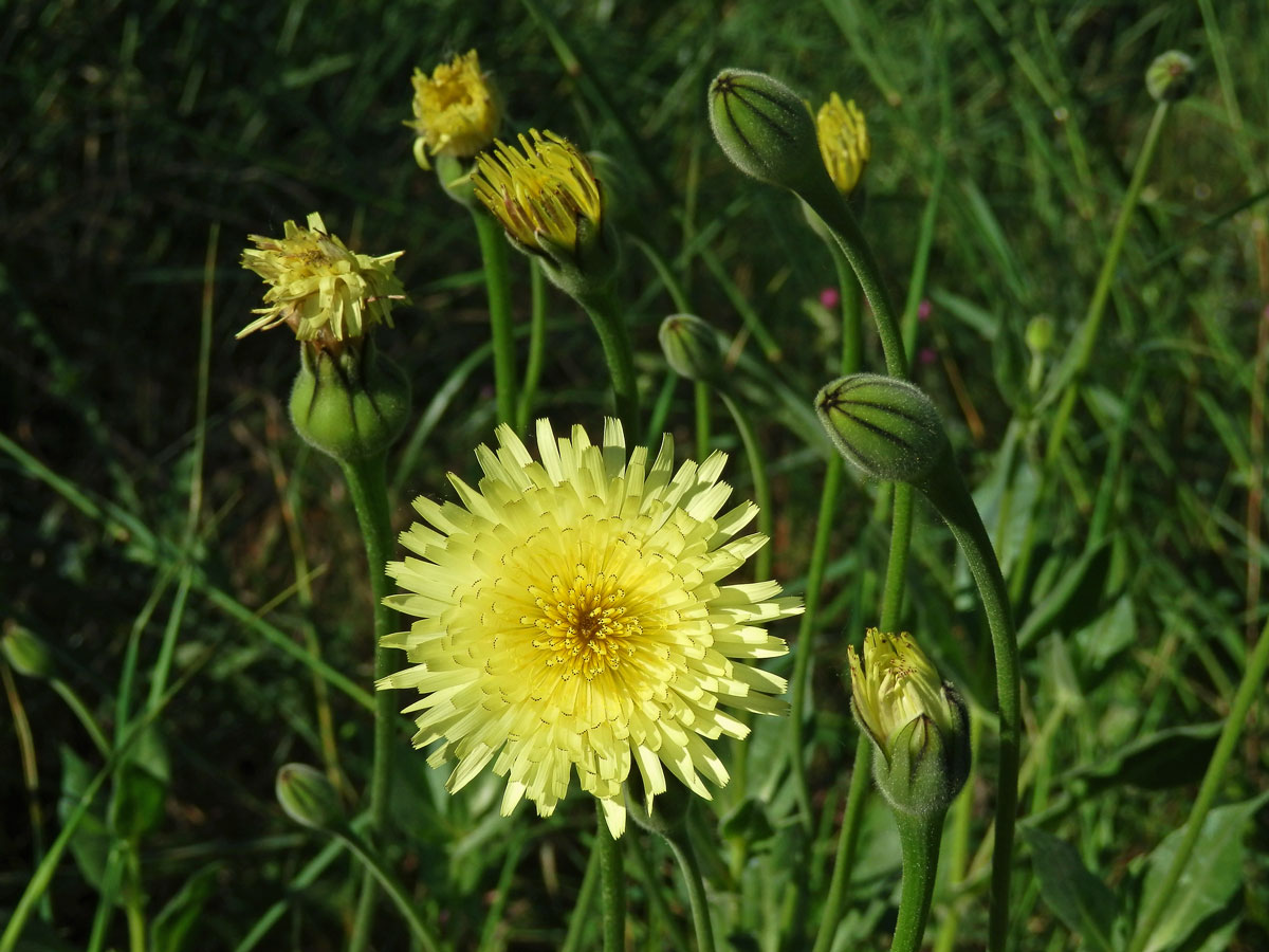 Klepucha obecná (Urospermum dalechampii L.) Scop.)