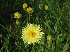 Klepucha obecná (Urospermum dalechampii L.) Scop.)