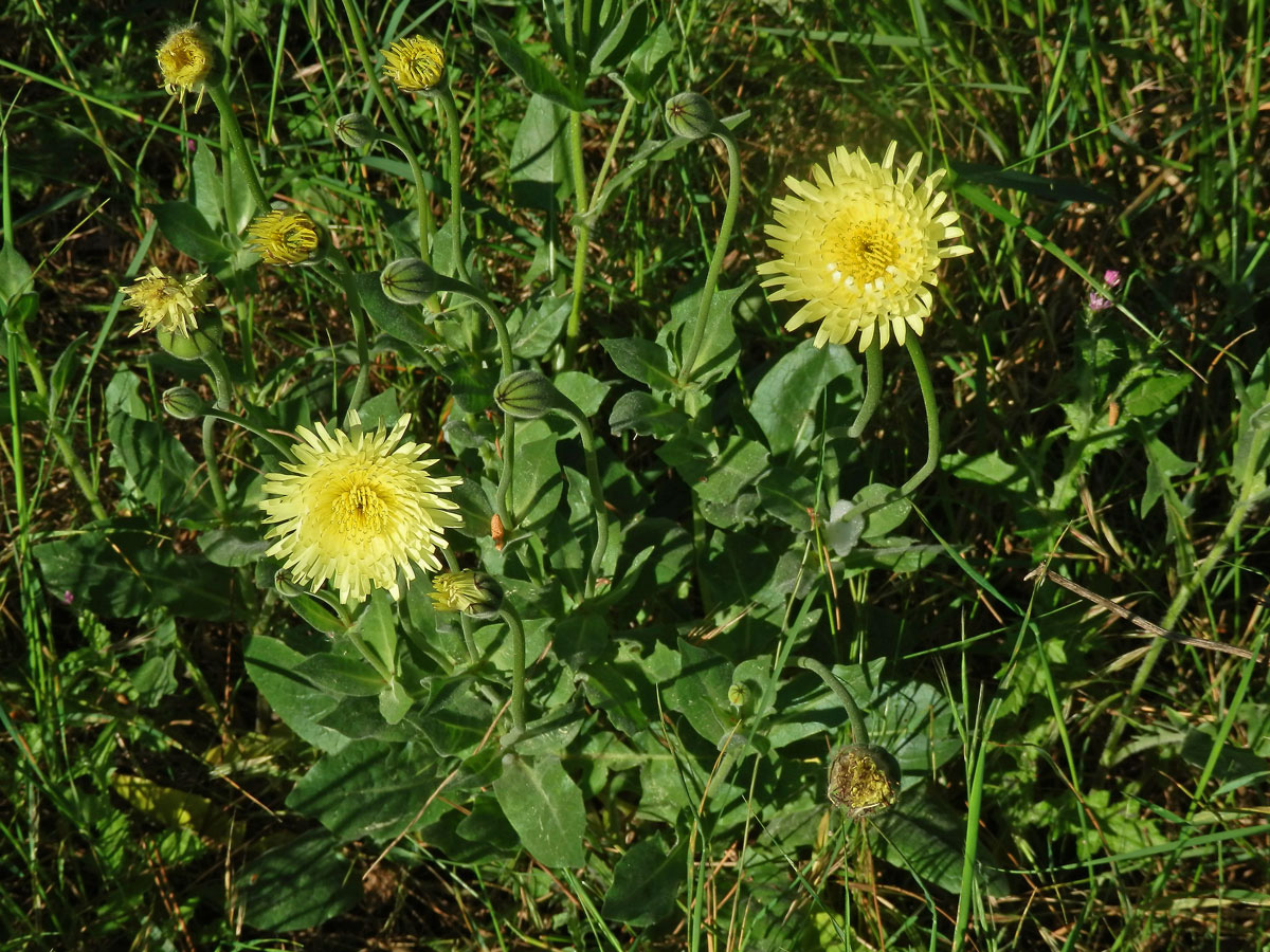 Klepucha obecná (Urospermum dalechampii L.) Scop.)