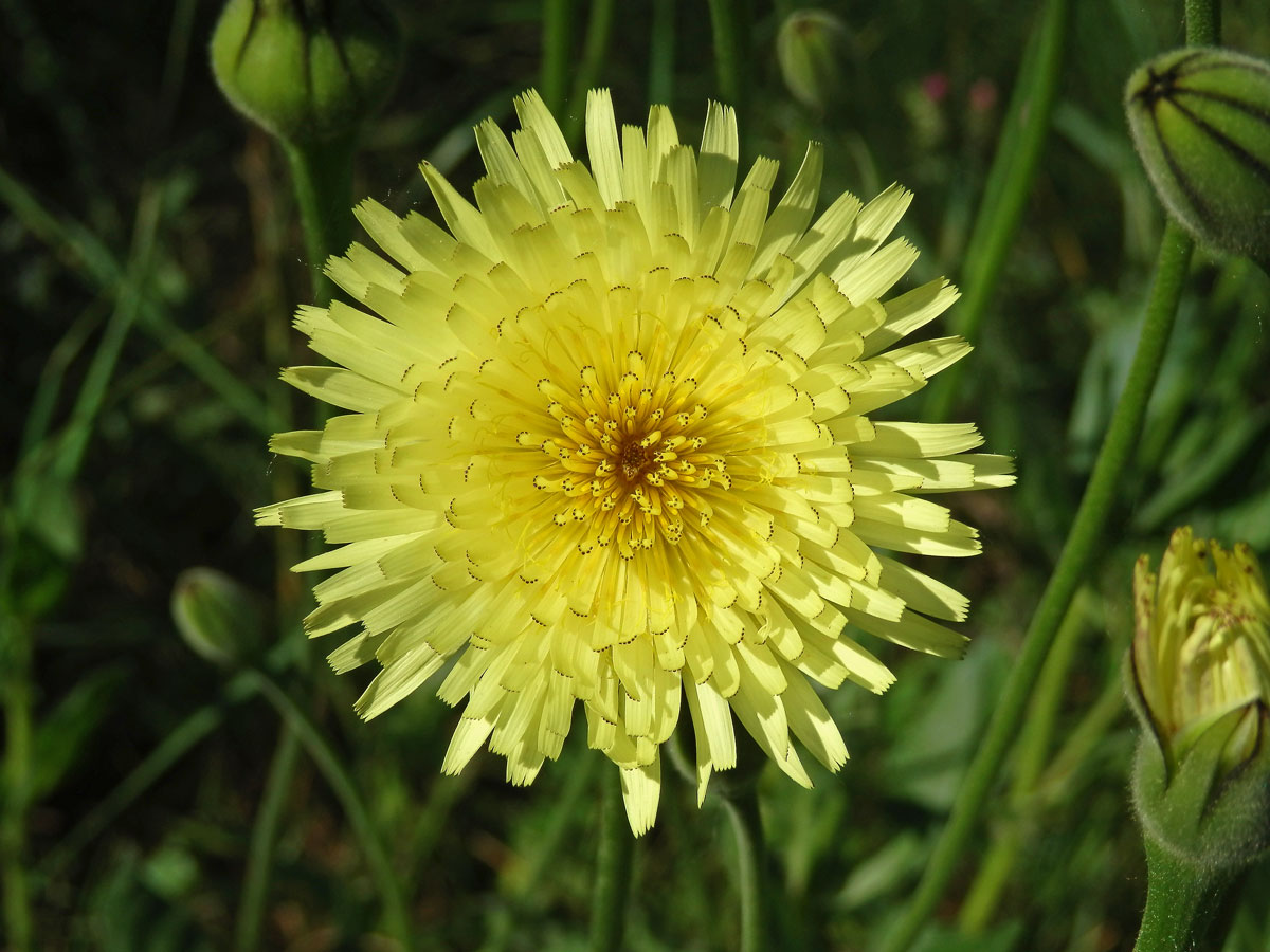 Klepucha obecná (Urospermum dalechampii L.) Scop.)