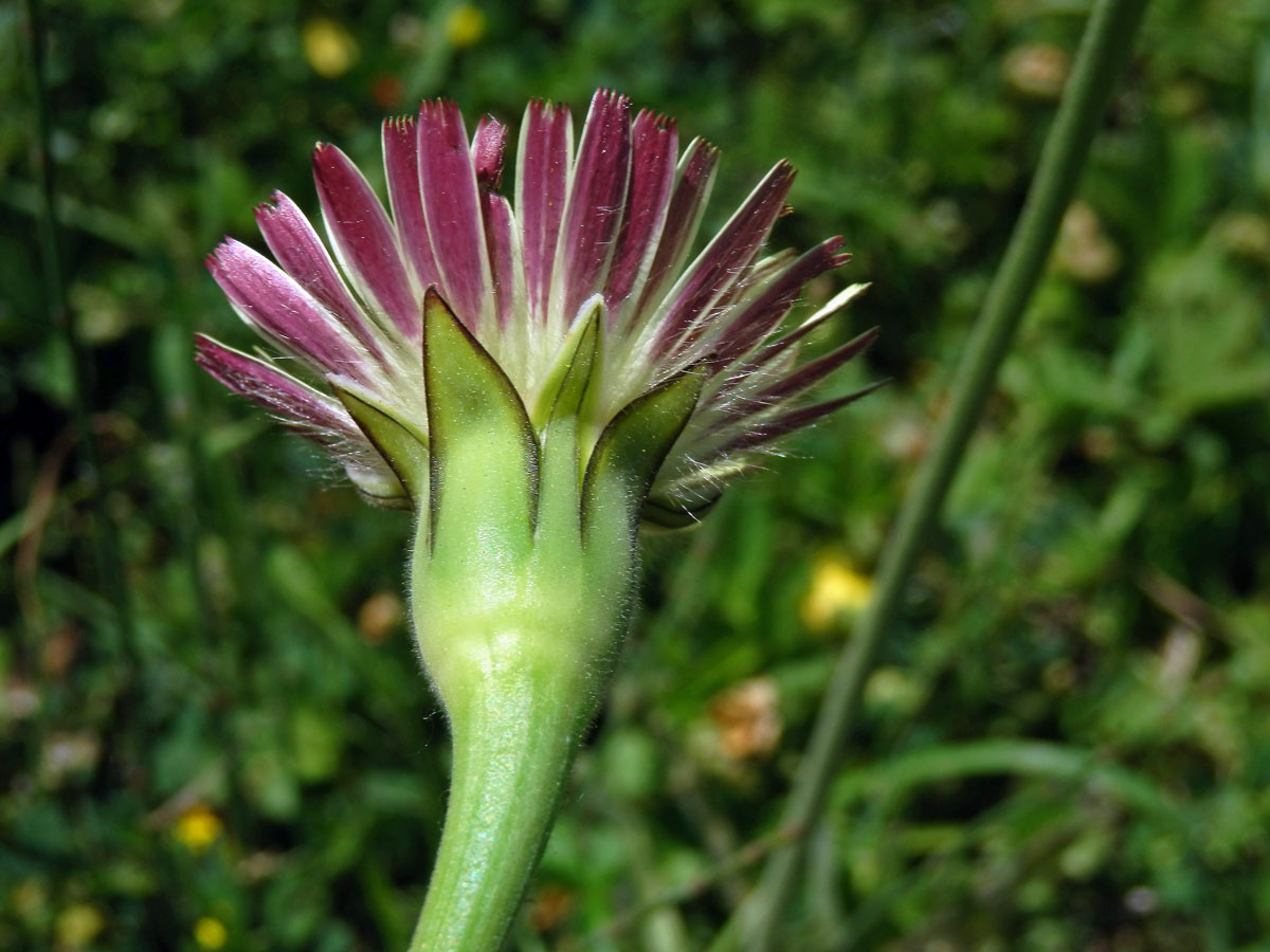 Klepucha obecná (Urospermum dalechampii L.) Scop.)