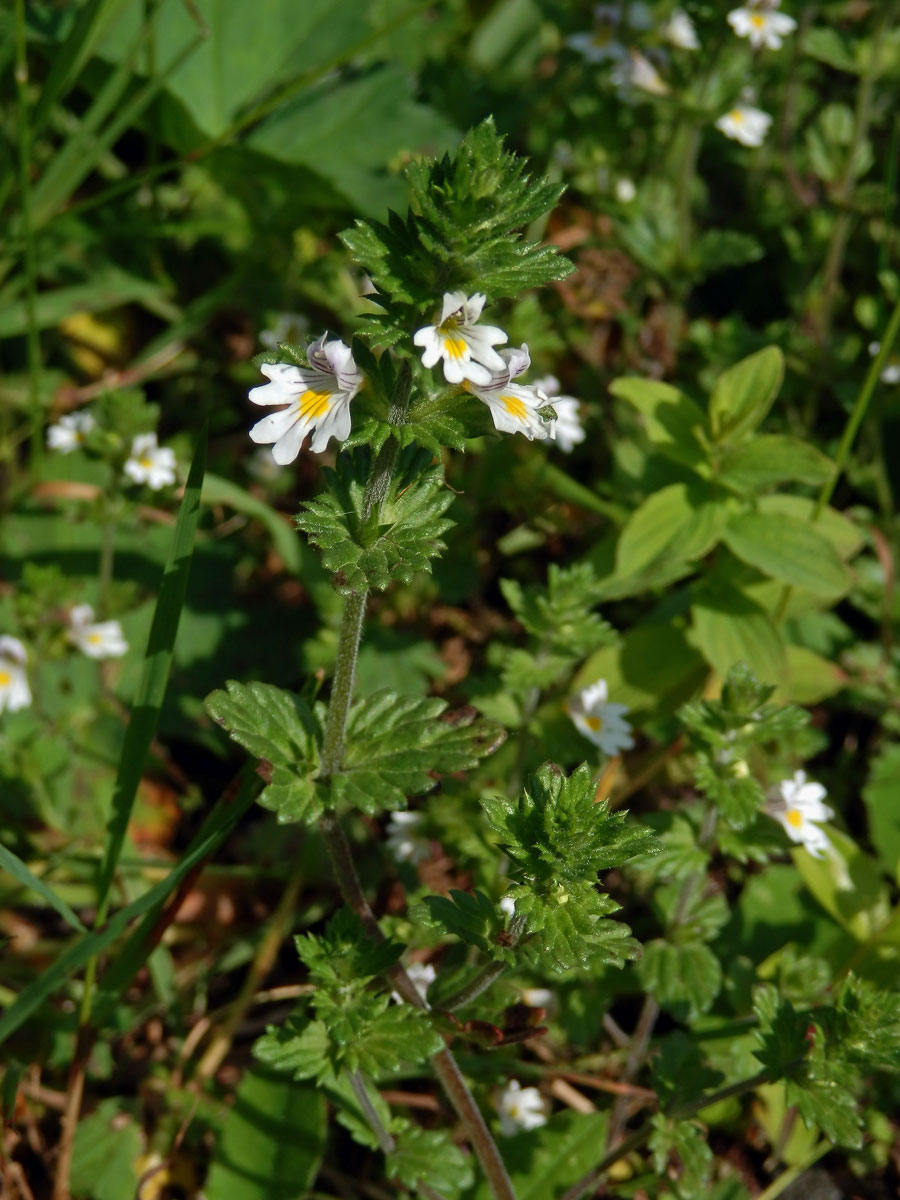 Světlík lékařský (Euphrasia rostkoviana Hayne)