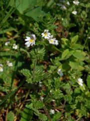 Světlík (Euphrasia L.)