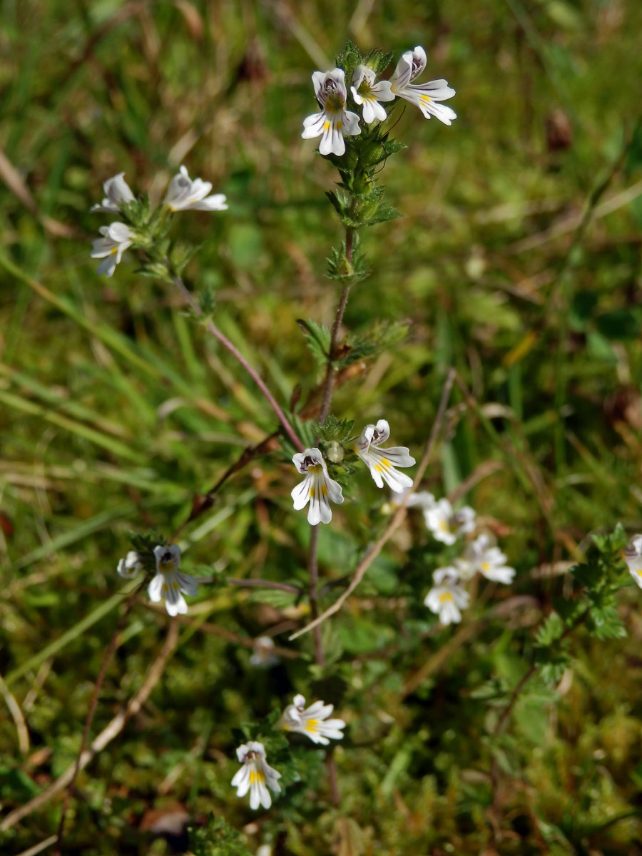 Světlík lékařský (Euphrasia rostkoviana Hayne)