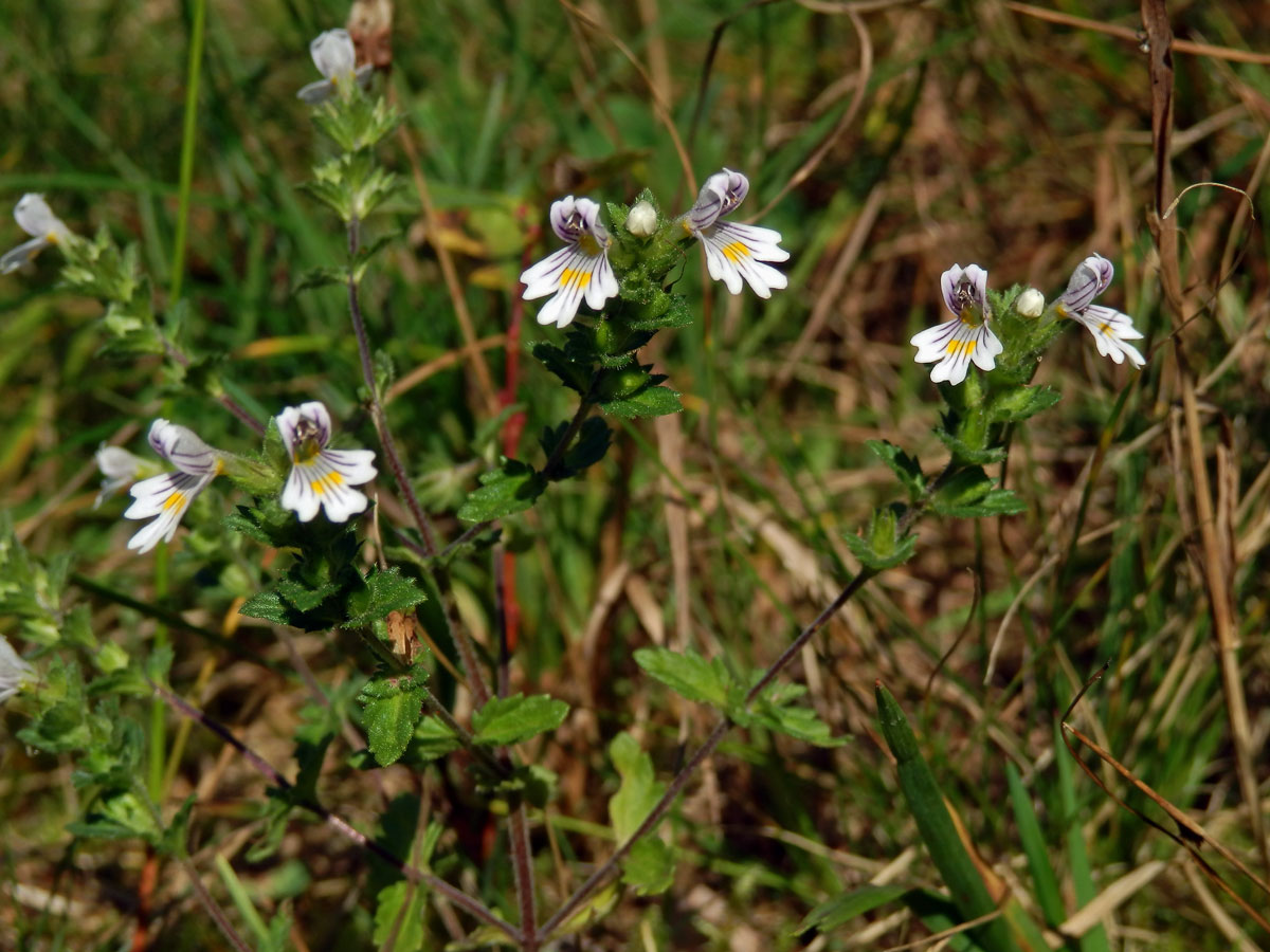 Světlík lékařský (Euphrasia rostkoviana Hayne)