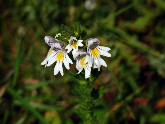 Světlík lékařský (Euphrasia rostkoviana Hayne)