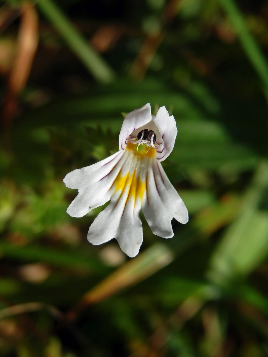 Světlík lékařský (Euphrasia rostkoviana Hayne)