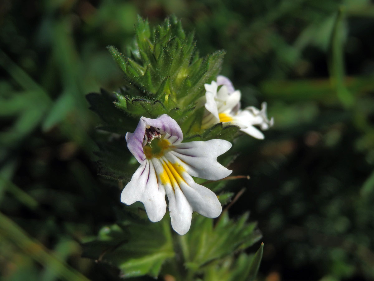 Světlík lékařský (Euphrasia rostkoviana Hayne)