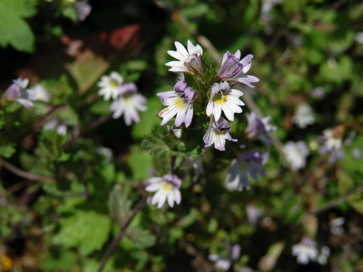 Světlík tuhý (Euphrasia stricta J. F. Lehm.)