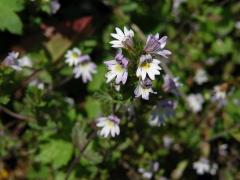 Světlík tuhý (Euphrasia stricta J. F. Lehm.)