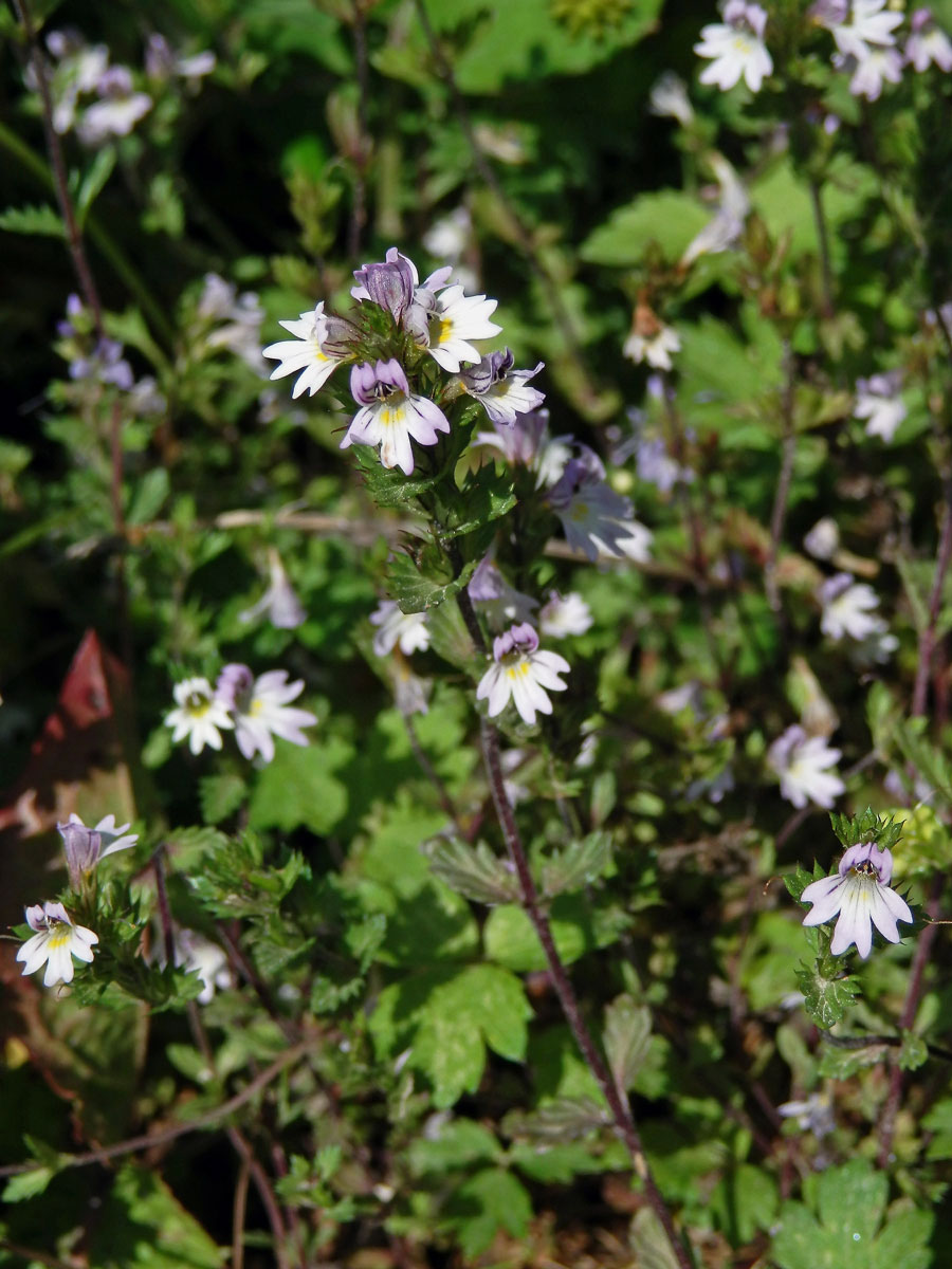 Světlík tuhý (Euphrasia stricta J. F. Lehm.)