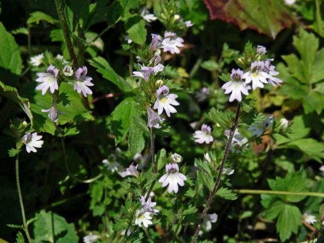 Světlík tuhý (Euphrasia stricta J. F. Lehm.)