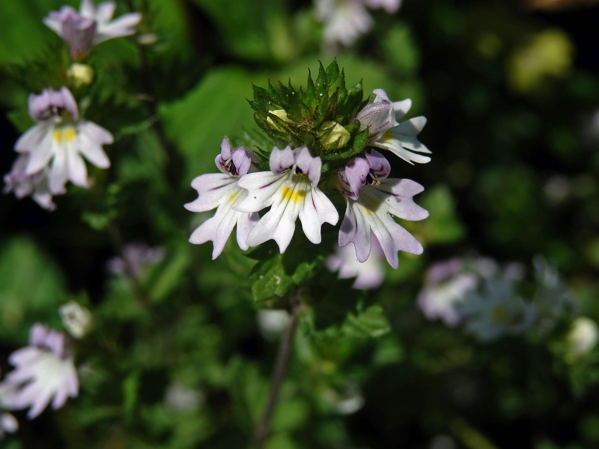 Světlík tuhý (Euphrasia stricta J. F. Lehm.)