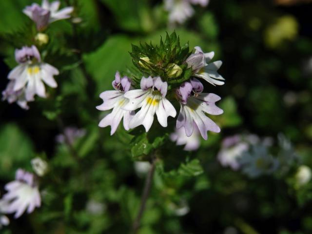 Světlík tuhý (Euphrasia stricta J. F. Lehm.)