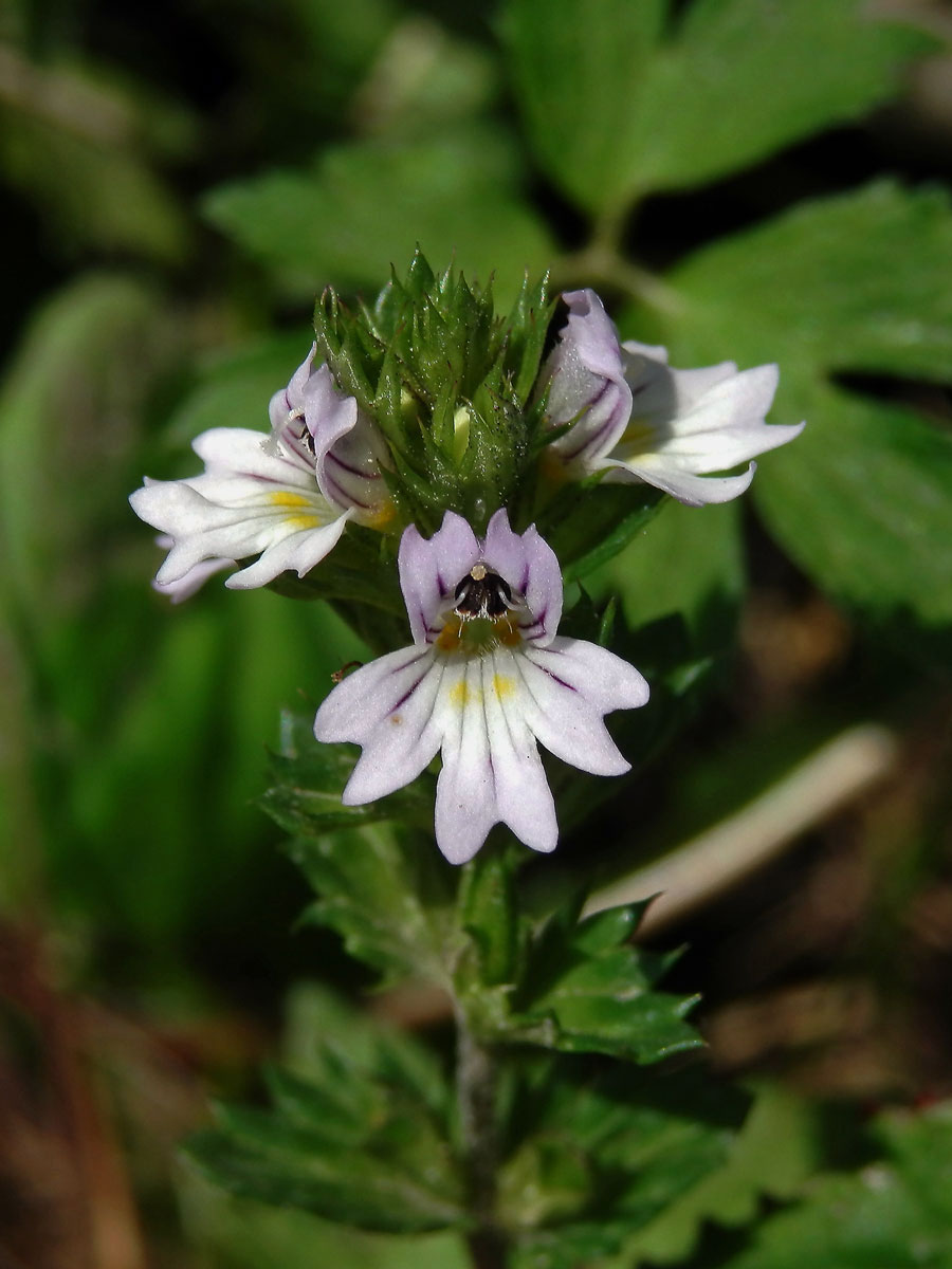 Světlík tuhý (Euphrasia stricta J. F. Lehm.)