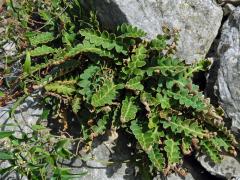 Kyvor lékařský (Ceterach officinarum Willd.)