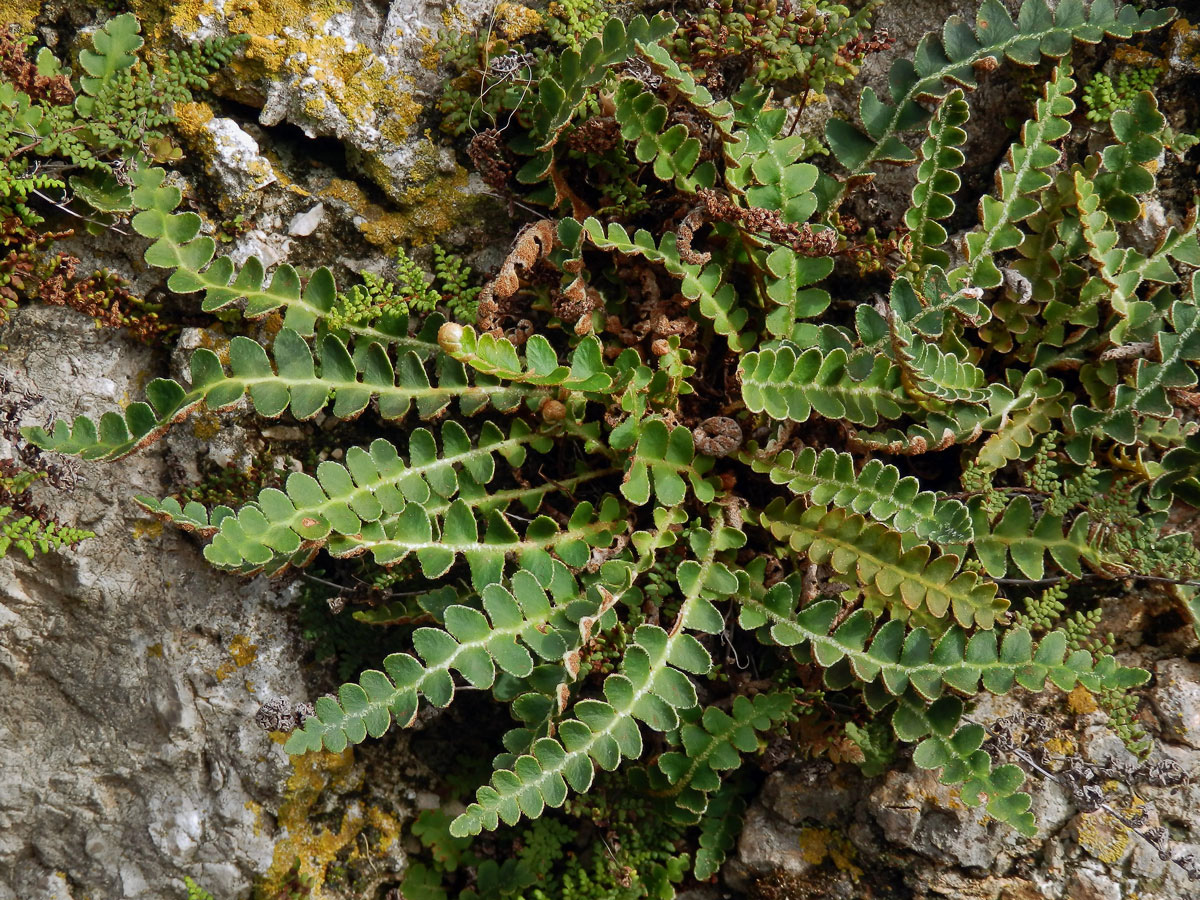 Kyvor lékařský (Ceterach officinarum Willd.)