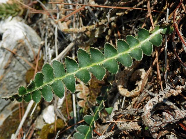 Kyvor lékařský (Ceterach officinarum Willd.)