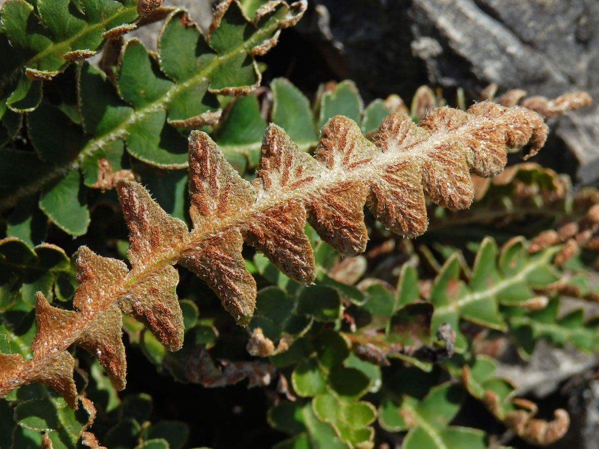 Kyvor lékařský (Ceterach officinarum Willd.)