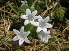 Richardia grandiflora (Cham. & Schlecht.) J. A. & J. H. Schultes