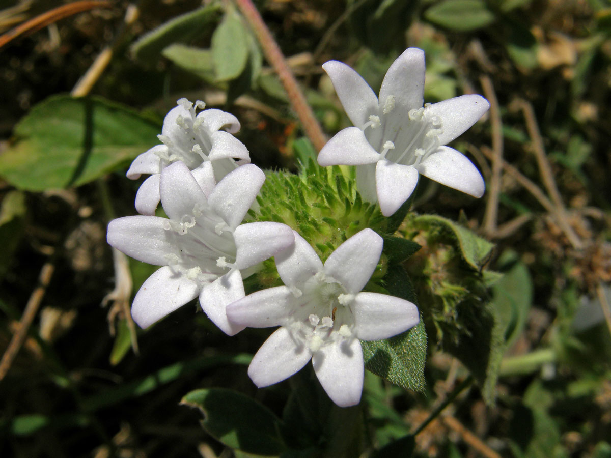 Richardia grandiflora (Cham. & Schlecht.) J. A. & J. H. Schultes