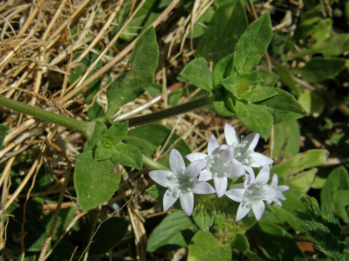 Richardia grandiflora (Cham. & Schlecht.) J. A. & J. H. Schultes