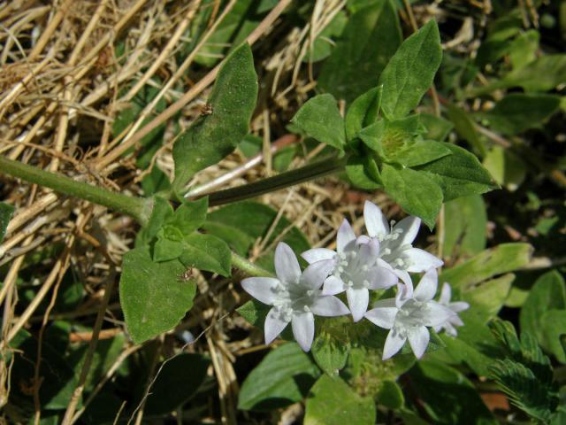 Richardia grandiflora (Cham. & Schlecht.) J. A. & J. H. Schultes