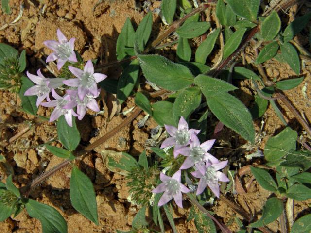 Richardia grandiflora (Cham. & Schlecht.) J. A. & J. H. Schultes