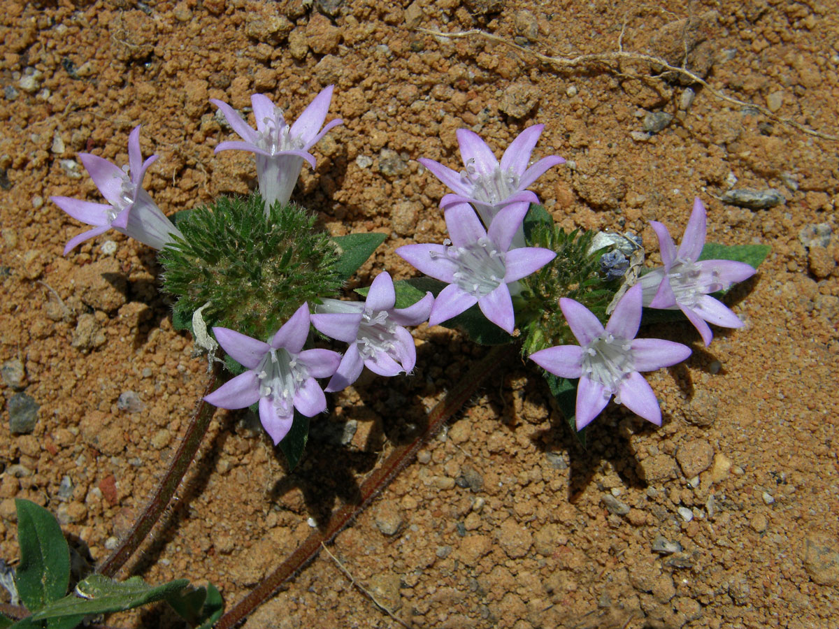 Richardia grandiflora (Cham. & Schlecht.) J. A. & J. H. Schultes