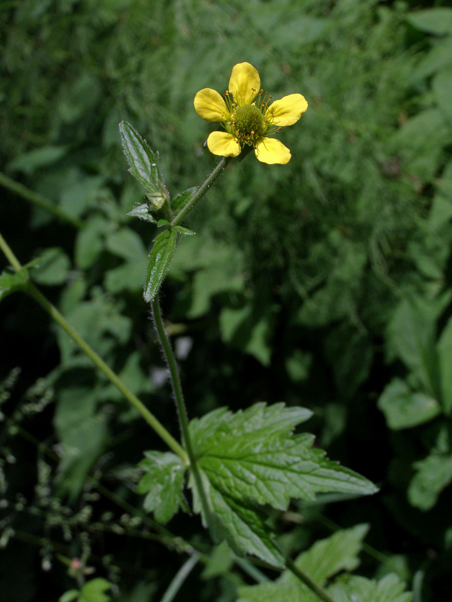 Kuklík městský (Geum urbanum L.)