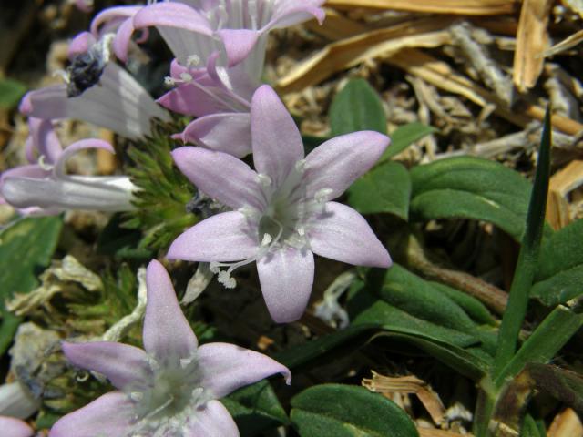 Richardia grandiflora (Cham. & Schlecht.) J. A. & J. H. Schultes